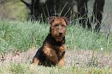 AIREDALE TERRIER 139